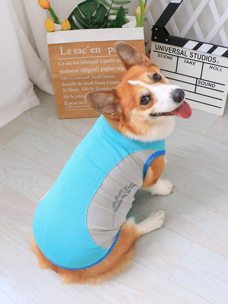 Sinist värvi velvetist keha koertele