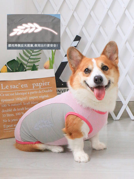 Sinist värvi velvetist keha koertele