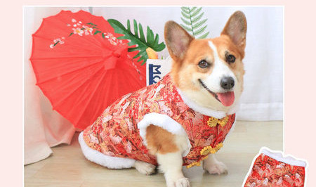 Talvine vest koertele