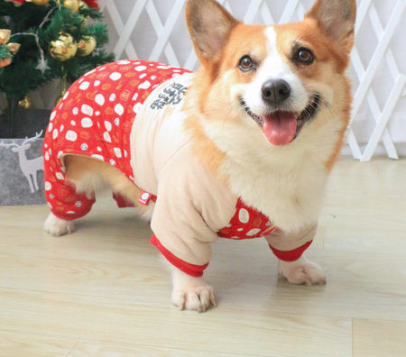 Îmbrăcăminte topică pentru câini în roșu