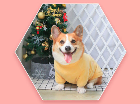 Zimska plišana odjeća za pse