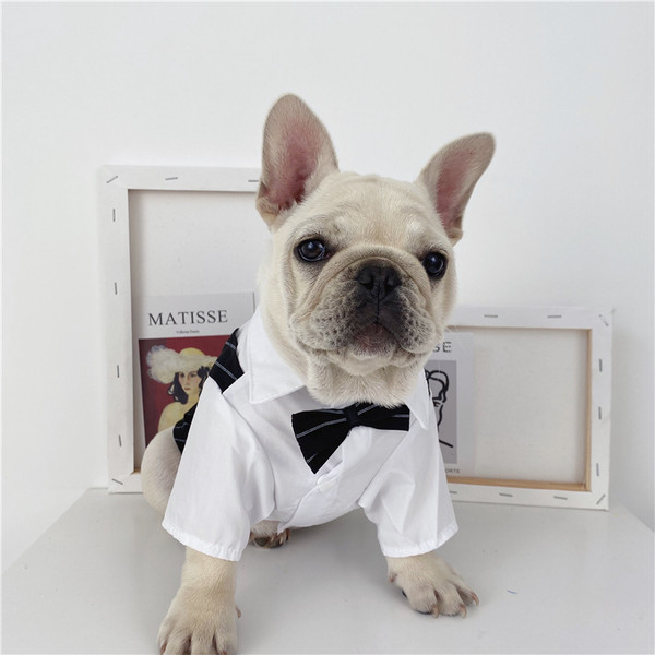 Stiilne koeratriibuline paelaga särk