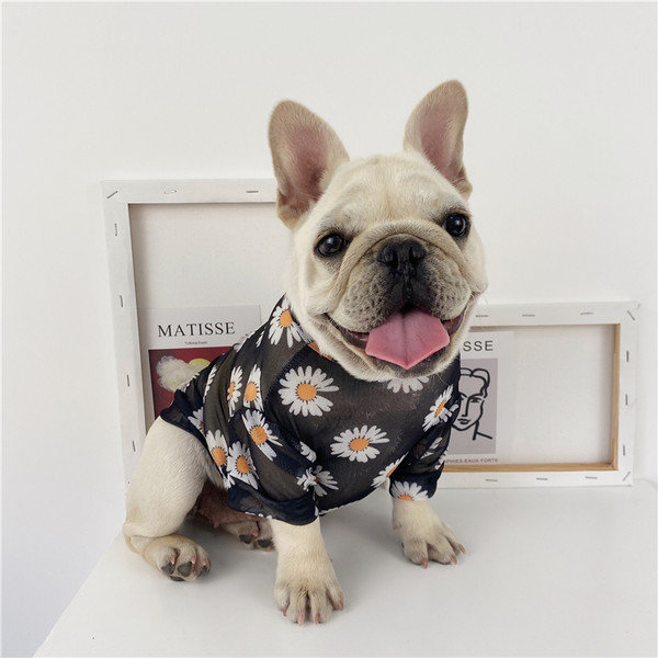 Lilleline pluus koertele