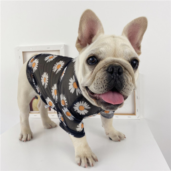 Lilleline pluus koertele