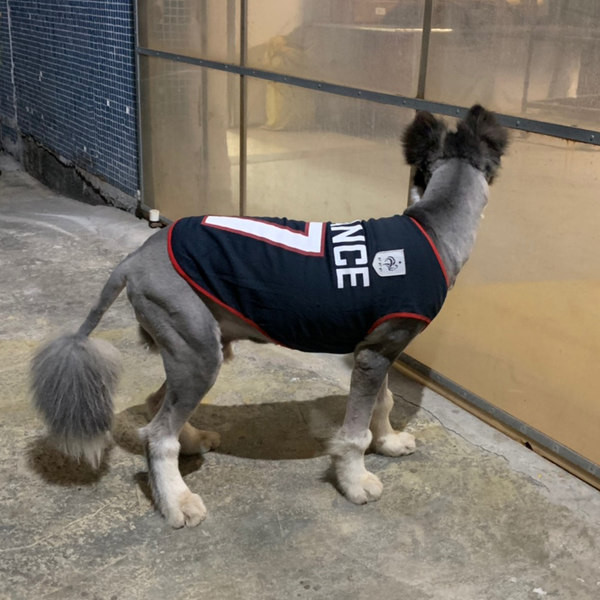 Γιλέκο σκύλου με επιγραφή - πολλά χρώματα