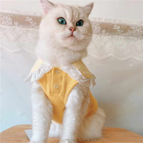 Moodne pitsiga särk koertele ja kassidele