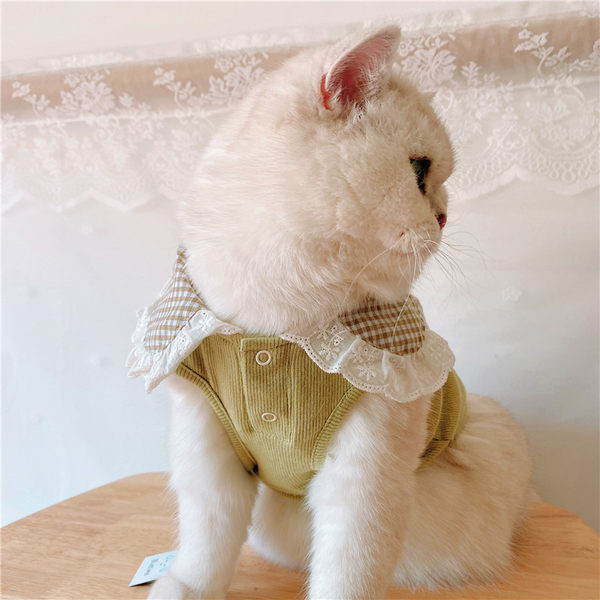 Moodne pitsiga särk koertele ja kassidele