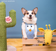 Lühikeste jalgadega kaptenkoer veekindel kõht, kõht, vihmane päev, mittemärg kõht