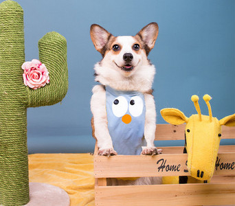 Lühikeste jalgadega kaptenkoer veekindel kõht, kõht, vihmane päev, mittemärg kõht