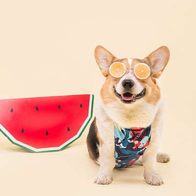 Lühikeste jalgadega kaptenkoer veekindel kõht, kõht, vihmane päev, mittemärg kõht