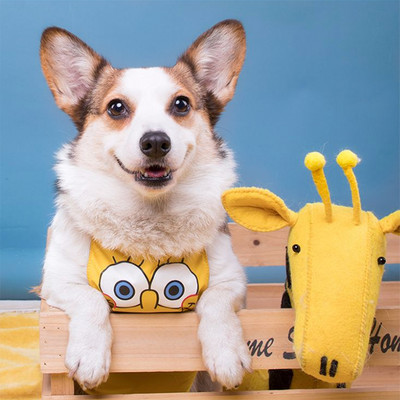 Lühikeste jalgadega kaptenkoer veekindel kõht, kõht, vihmane päev, mittemärg kõht