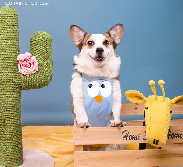 Lühikeste jalgadega kaptenkoer veekindel kõht, kõht, vihmane päev, mittemärg kõht