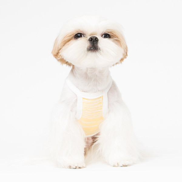 Haine cu dungi pentru caini in doua culori