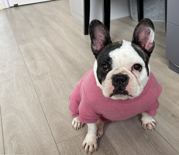 Vesta roz pentru caini