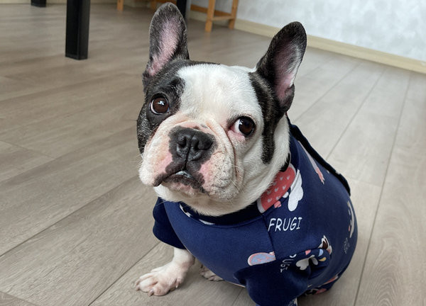 Moodsad aplikatsiooniga koerariided