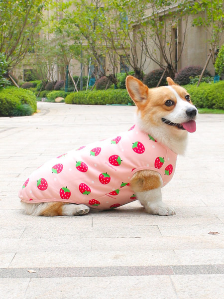 Värvilise trükiga ja sooja voodriga puuvillased riided koertele