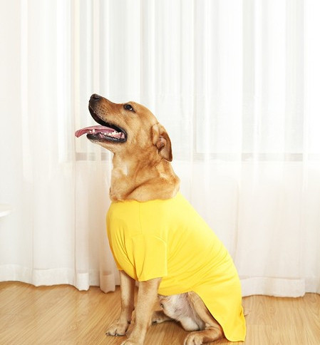 Moodne koerapluus erinevates mudelites