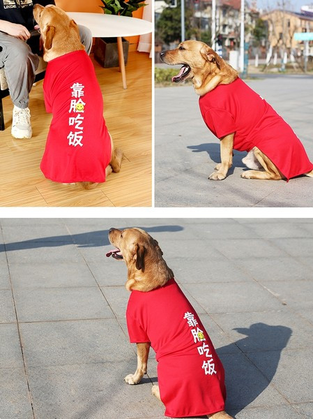 Moodne koerapluus erinevates mudelites