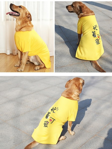 Moodne koerapluus erinevates mudelites