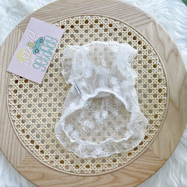 Moodne pitskleit koertele