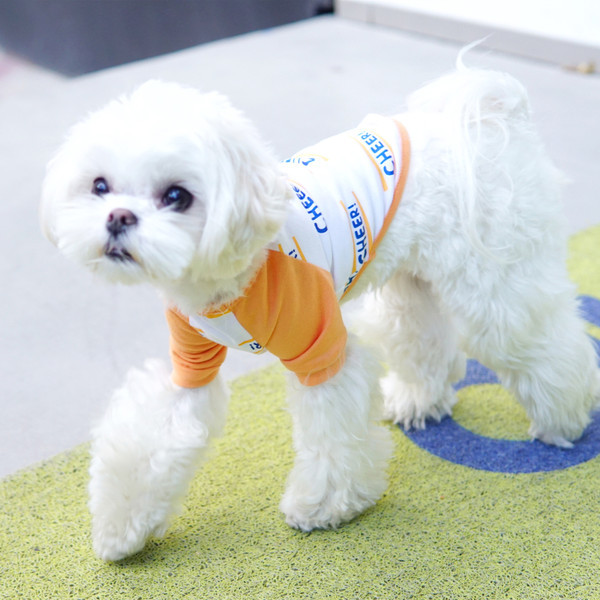 Moodne koerte T-särk kirjaga