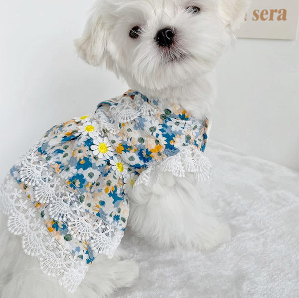 Stiilne lillemustri ja pitsiga kleit koertele