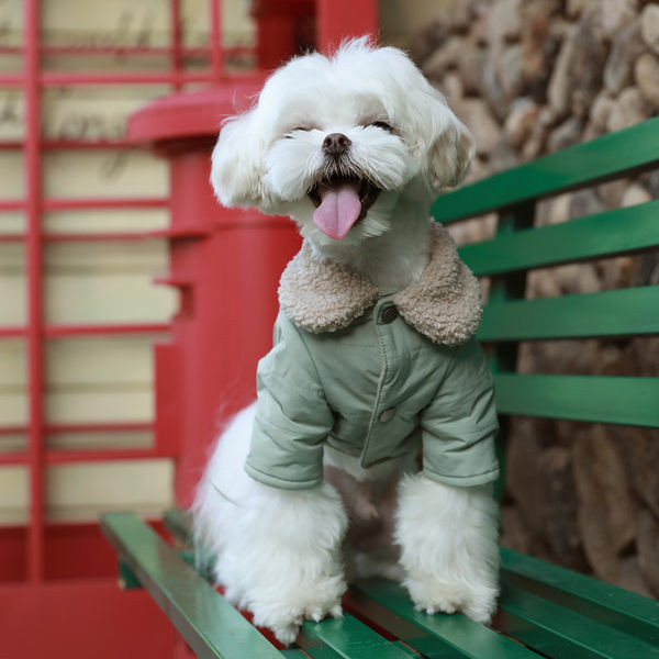 Pluus koertele - mitu mudelit