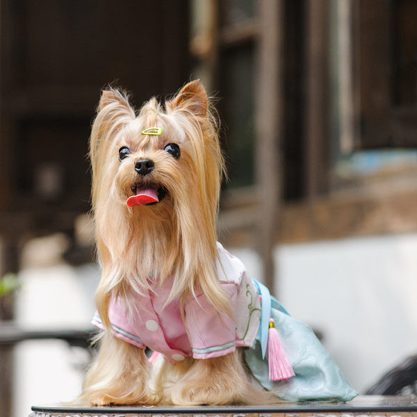 Stiilne paela ja tikandiga koerakleit