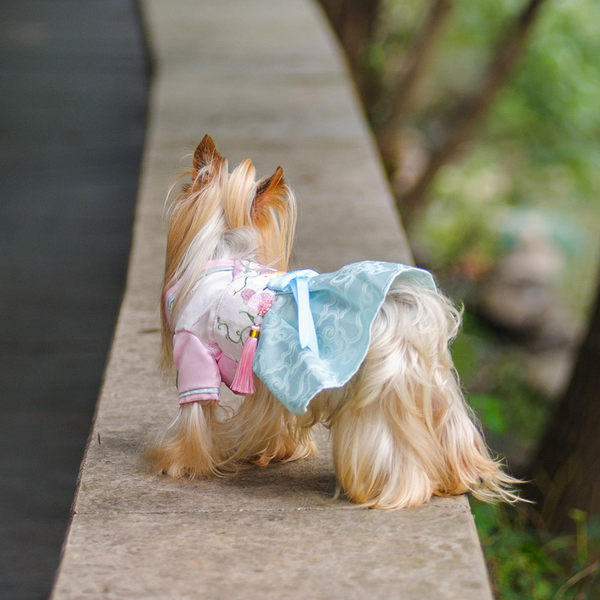 Stiilne paela ja tikandiga koerakleit