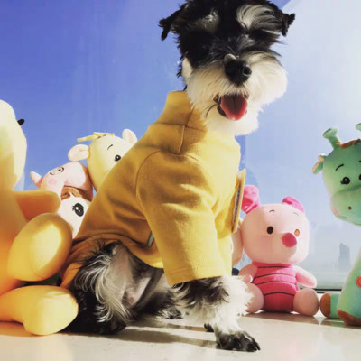 Moodne pluus koertele puhas mudel