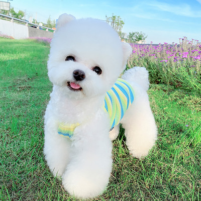 Sügisvest väikestele koertele - kahte värvi