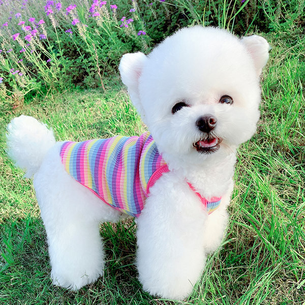 Sügisvest väikestele koertele - kahte värvi