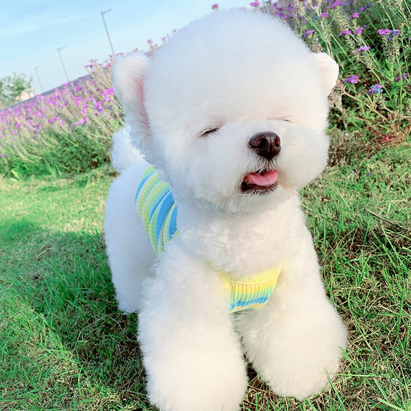 Sügisvest väikestele koertele - kahte värvi