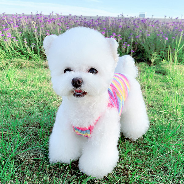 Sügisvest väikestele koertele - kahte värvi