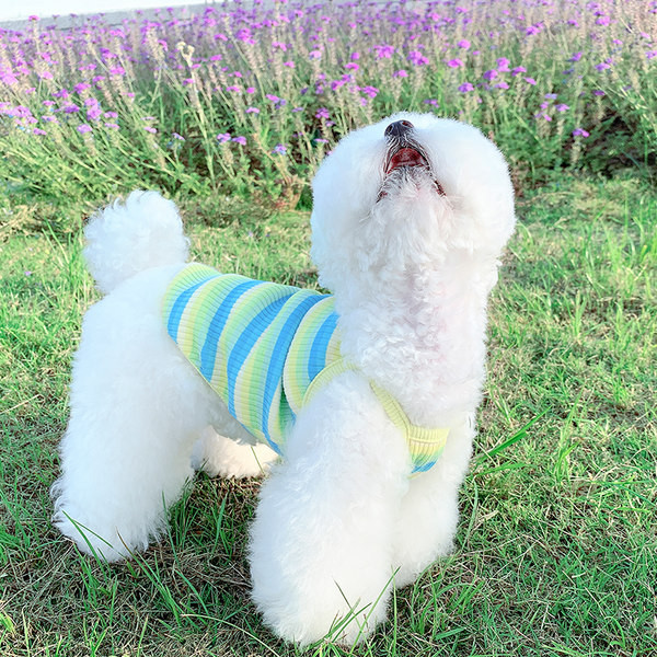 Sügisvest väikestele koertele - kahte värvi