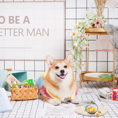 Nööpidega riided koertele