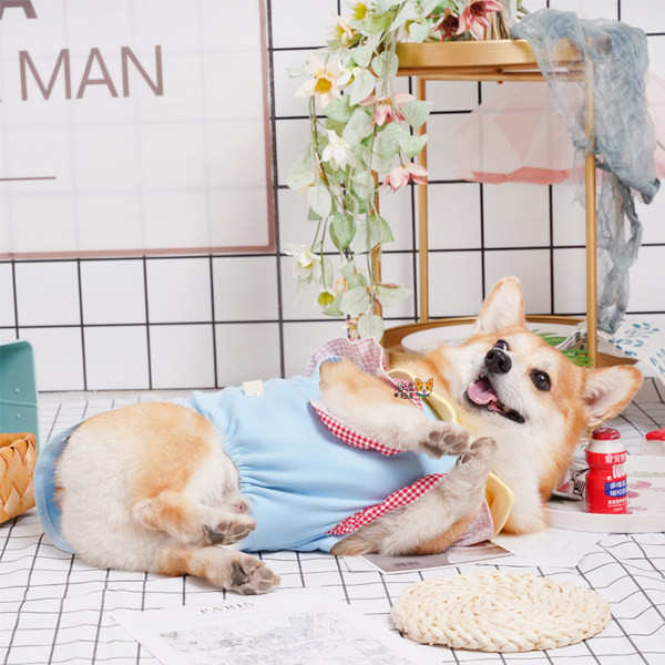 Haine cu nasturi pentru caini