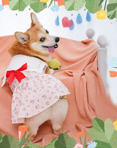 Kleit koertele paela ja laia kaelarihmaga