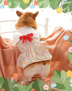 Kleit koertele paela ja laia kaelarihmaga