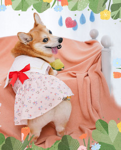 Kleit koertele paela ja laia kaelarihmaga