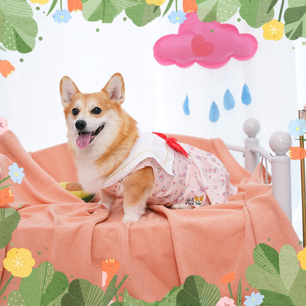 Kleit koertele paela ja laia kaelarihmaga