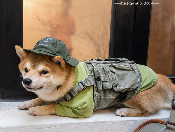 Vest või müts koertele