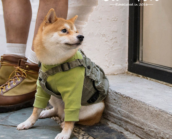 Vest või müts koertele