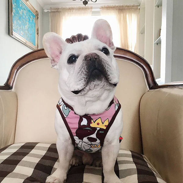 Moodne trükiga vest koertele