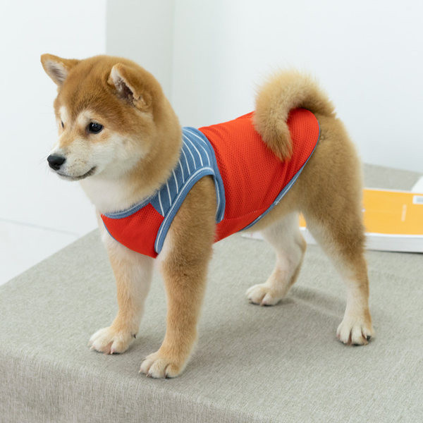 Koerariided - sobivad suveks