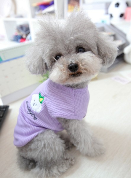 Tikandiga pluus koertele