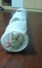 Mitme väljapääsuga kassitunnel