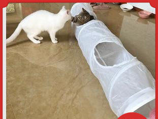 Mitme väljapääsuga kassitunnel