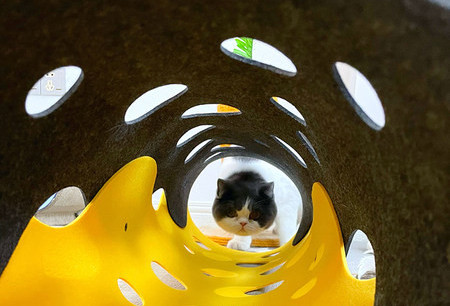 Τούνελ για παιχνίδι με γάτες