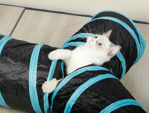 Τούνελ γάτας  με τρεις εξόδους
